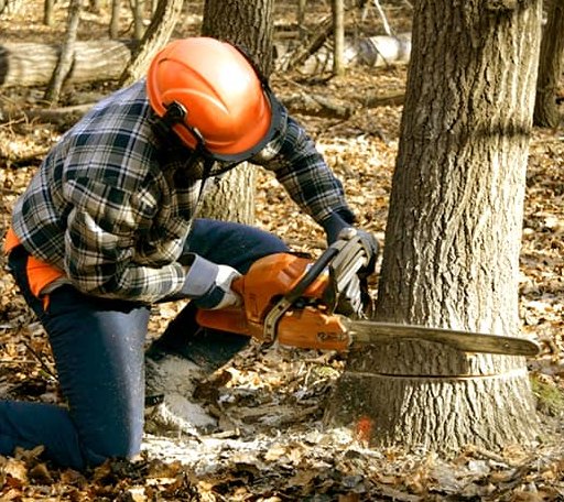 Tree Removal in Java, VA